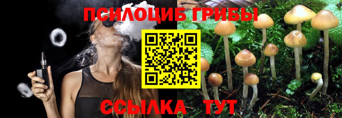 Галлюциногенные грибы Psilocybe Избербаш